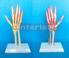 BIG ARM AND HUMERUS BONE MODEL WITH DEEP LAYER MAIN  ARTERY, VEIN BLOOD AND NERVES